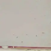 BIANCO FONDO ROSSO